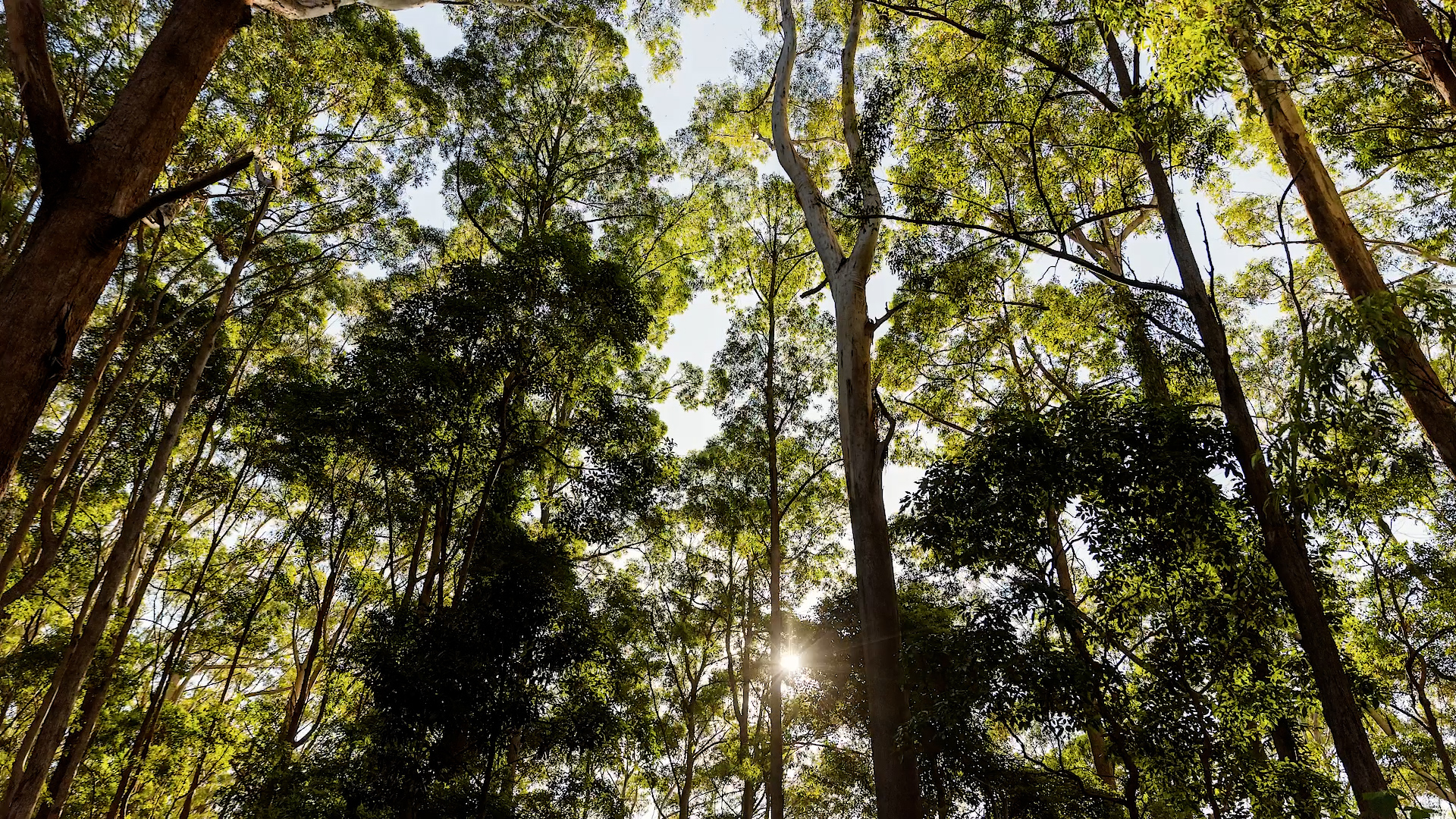 Example of a Coastal Blackbutt forest type.