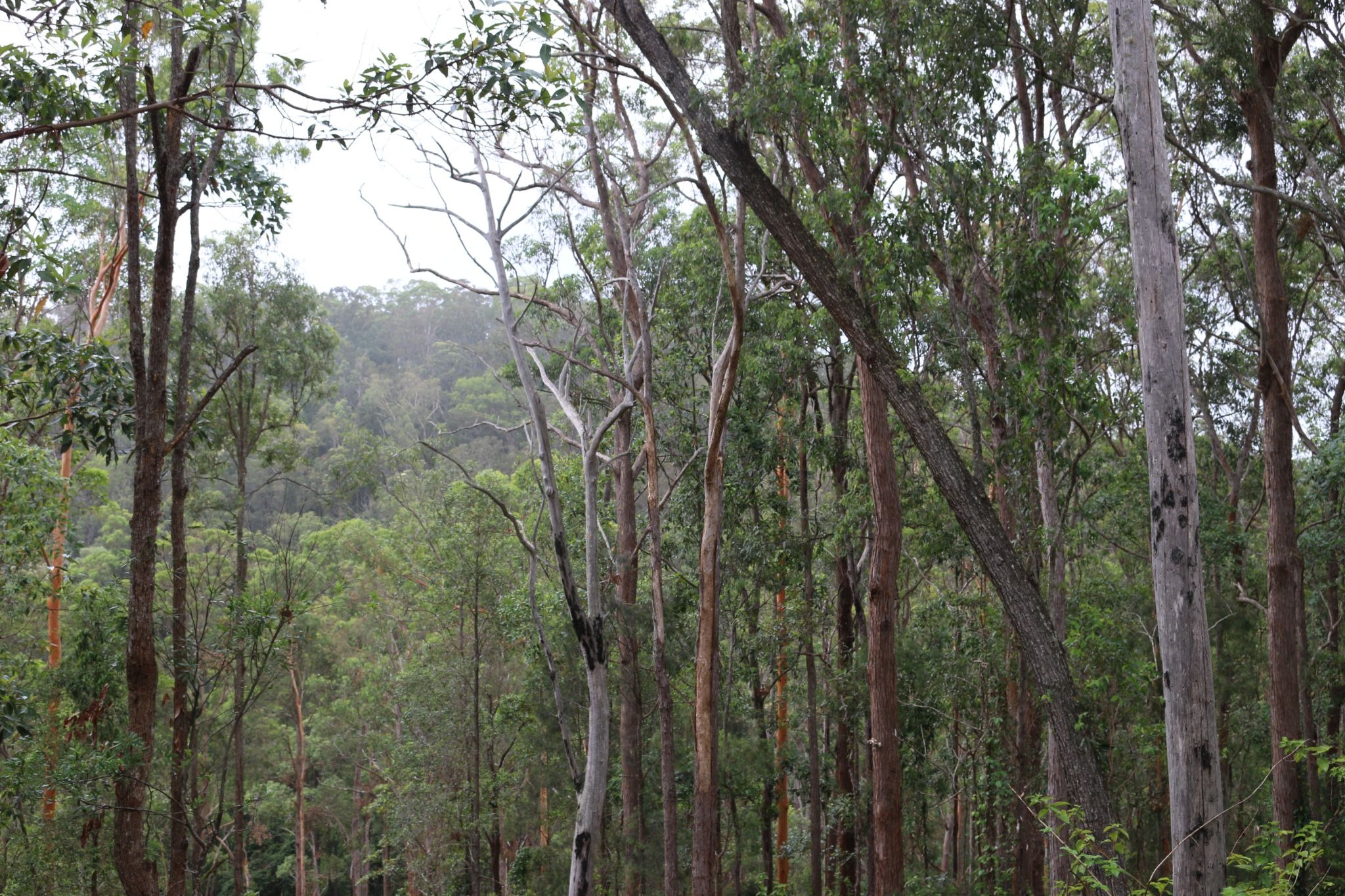 Example of a Moist Mixed Hardwood forest type.