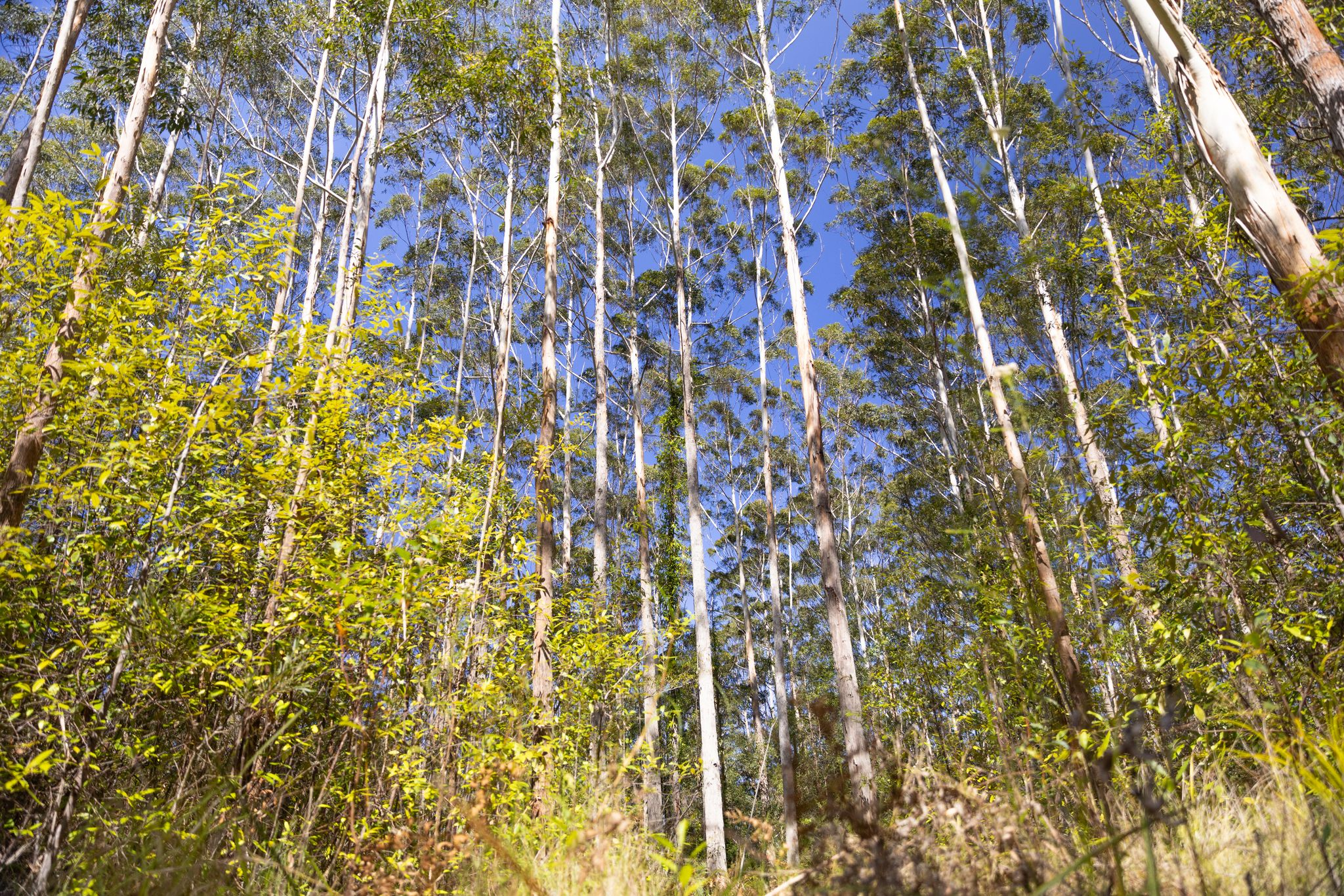 Mid North Coast vs Northern Rivers Forest Types: What Landholders Need To Know