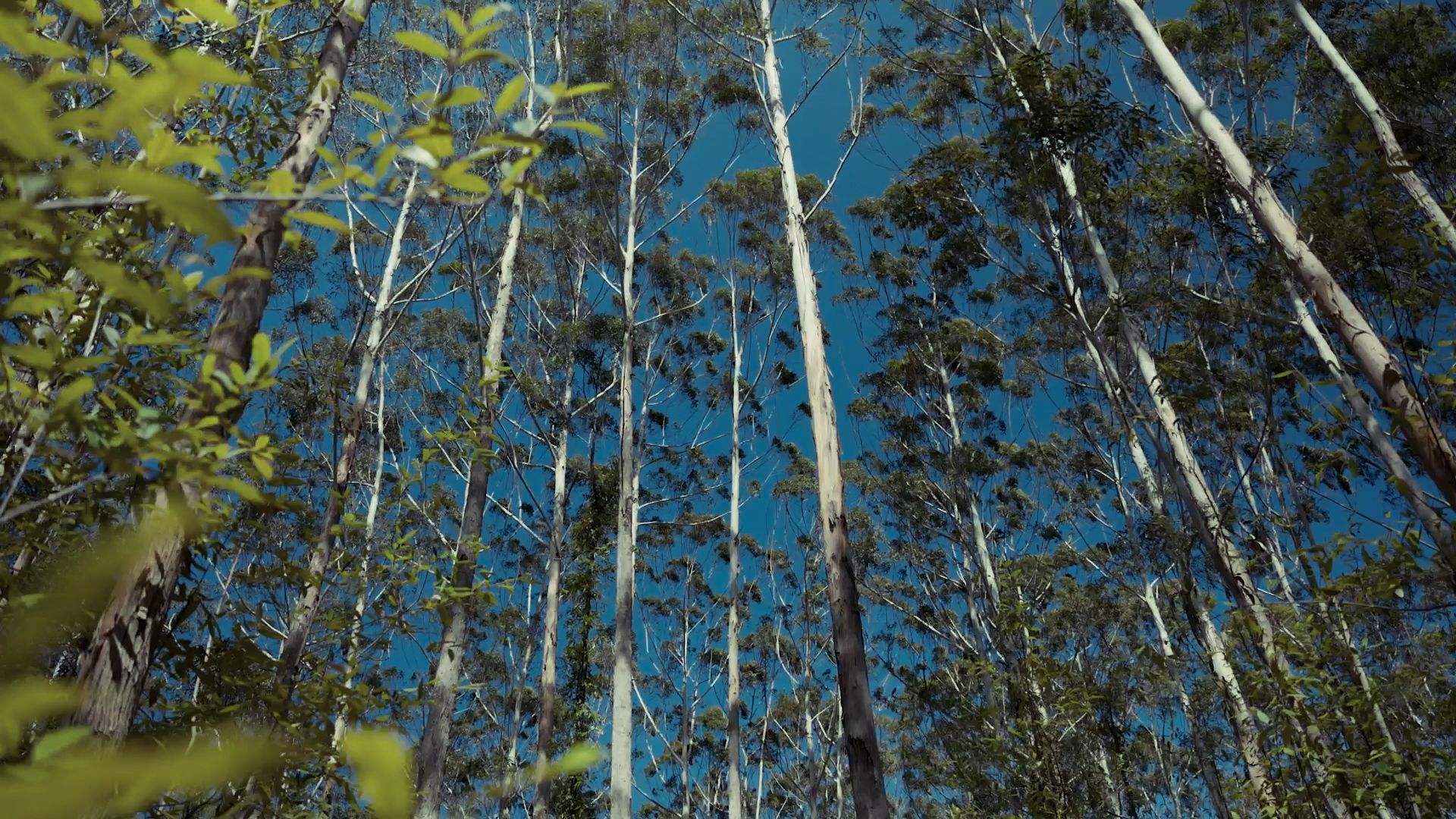 Blackbutt plantation in dry anty condtions